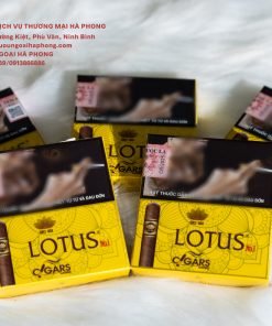 CIGAR LOTUS NO1 HỘP VÀNG 5 ĐIẾU